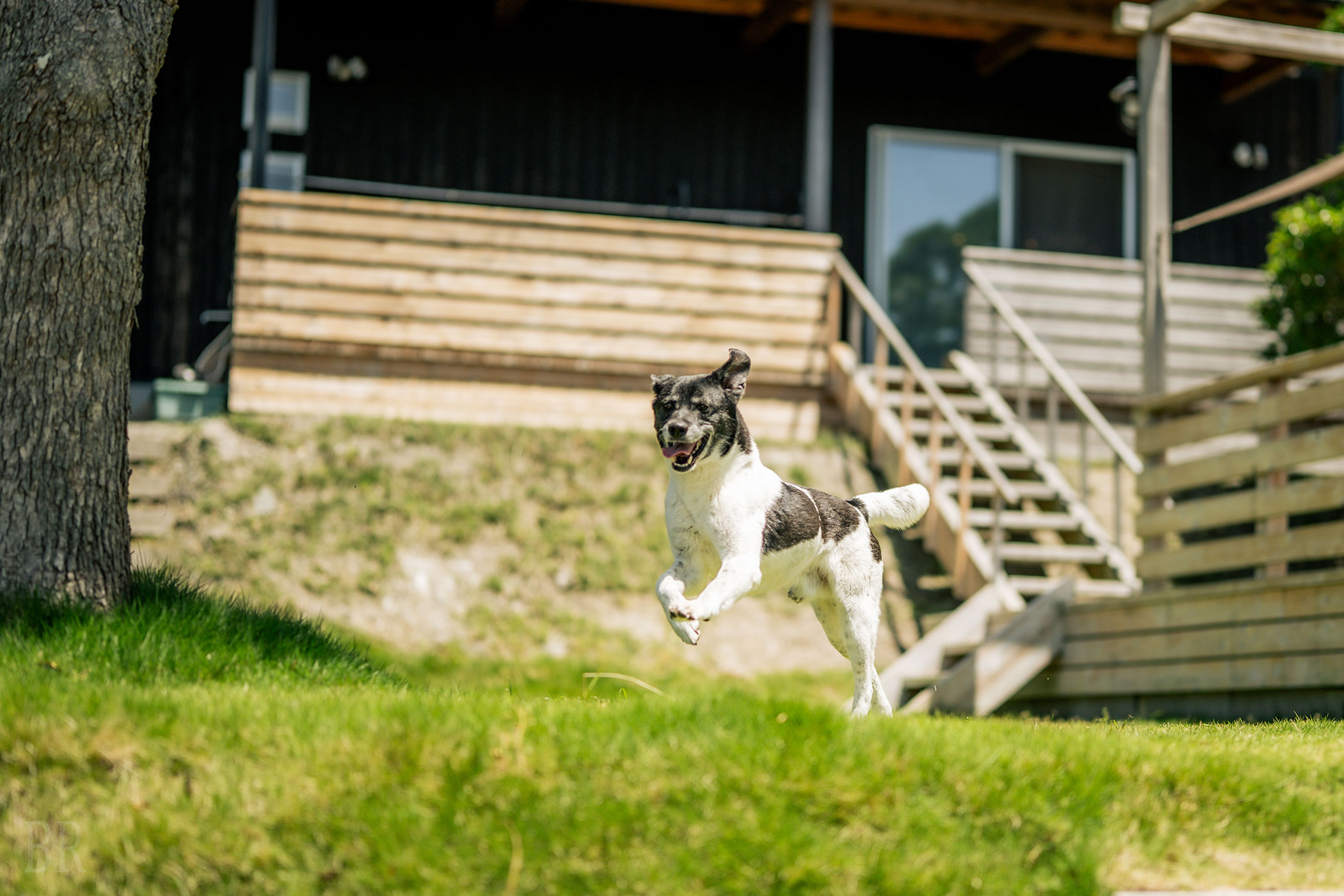 思う存分走らせる天然芝の広いプライベートドッグラン