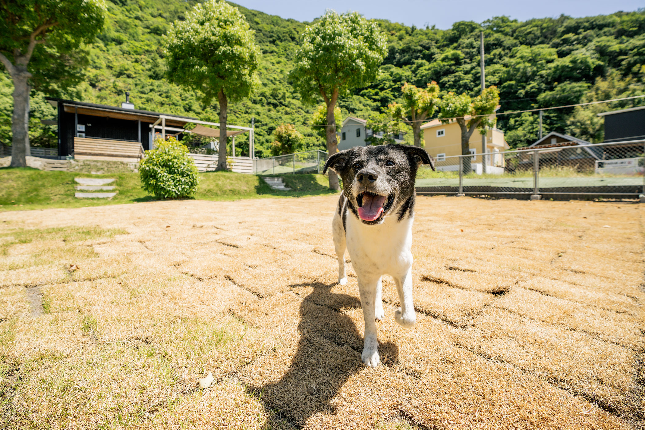 思う存分走らせる天然芝の広いプライベートドッグラン