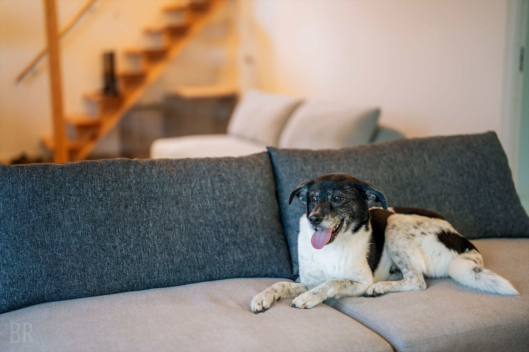 ドッグフレンドリーサービス